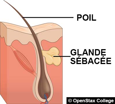 Follicule pileux avec une glande sébacée